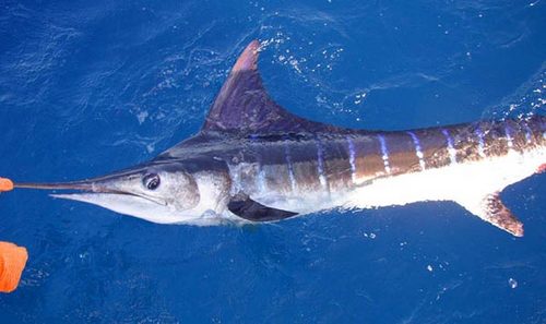 OffshoreAlerts's profile picture. Your one stop resource for up to the minute offshore fishing updates. Get your news for Striped Marlin, Yellowfin Tuna, Albacore, White Seabass and Yellowtail.