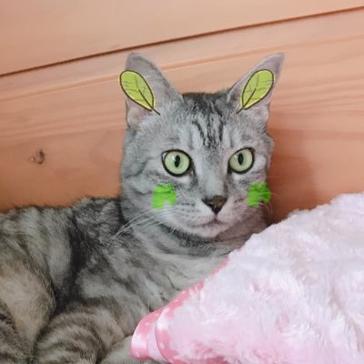 こんにてこ🐈