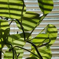 Photon Based Fitzpatrick (@photon_based) 's Twitter Profile Photo