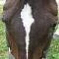 honneerider (@honneerider) 's Twitter Profile Photo honneerider (@honneerider) 's Twitter Profile Photo