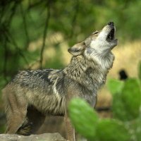 LOBO SOLITARIO (@masaencefalica) 's Twitter Profile