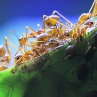 AntsCanada (@antscanada) 's Twitter Profile Photo AntsCanada (@antscanada) 's Twitter Profile Photo