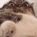 barrythecat (@barrythecat4) Twitter profile photo barrythecat (@barrythecat4) Twitter profile photo