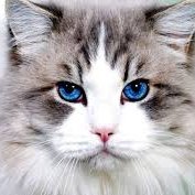 lili 💛😼 (@lililili949) 's Twitter Profile Photo lili 💛😼 (@lililili949) 's Twitter Profile Photo