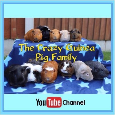 We are a family with 15 rescued guinea pig boars who have fun making videos for our YouTube Channel.