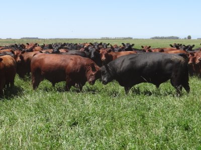 Criamos Angus negro y colorado, evaluando todo el rodeo con el BreedPlan Argentino seleccionando por facilidad parto, fertilidad, docilidad, AOB y engrasamiento