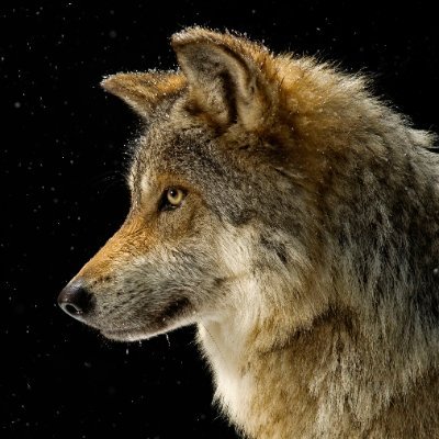 wolfnstuff Profile Picture