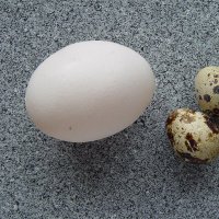 fera (@fera) 's Twitter Profile