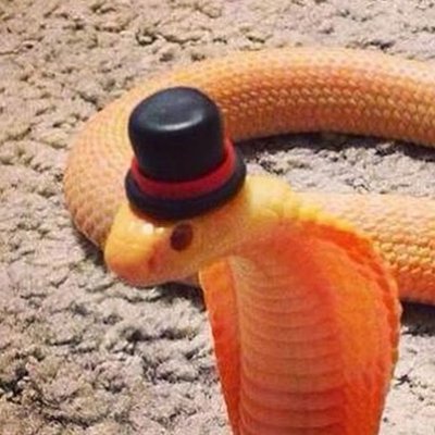 fellruint's profile picture. c: