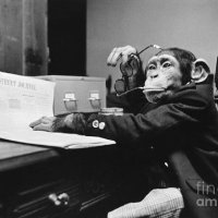 The Monkey of WS Fund(@monkeywsfund) 's Twitter Profile Photo