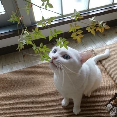 putih121's profile picture. 白猫ちゃん2匹と暮らしています😽
サーフィン、ときどき編みもの🧶