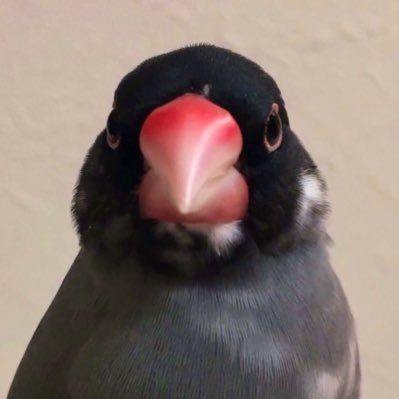 センと申します！桜文鳥のおもちと、オカメインコのたまごの成長日記！！𓅸趣味のゲームもちょこっと呟きます！無言フォロー失礼します！