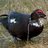 DMuskovy's profile image