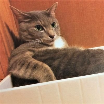 ジカオさんのプロフィール画像