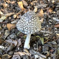 SWH (@cw20286981) 's Twitter Profile Photo