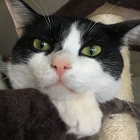 tsunarchy (@tsunarchy) 's Twitter Profile