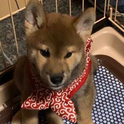片田舎で農作業に明け暮れているオッチャンです! ナスの栽培は23歳からやっています! 全国で唯一の土耕+ハウス栽培です。 良質な茄子を日々栽培しております。 Y.Suzuki@今はデリカD:5のオヤジです。