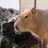 猫乃浸のアイコン