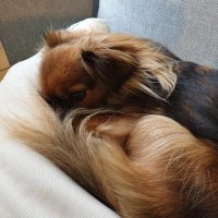 Paula Gabor (@pauligabor) Twitter profile photo