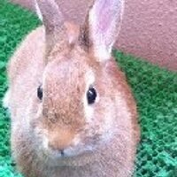 江戸時代エンジニア (@ioki) 's Twitter Profile
