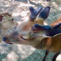 かりんとう@おとりひき (@krn_xx_) 's Twitter Profile Photo