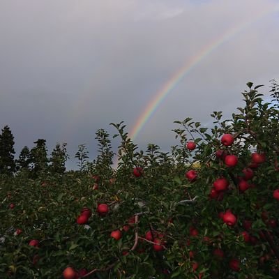 ジョナゴールド推しのゴールド会員🍎
りんご娘 farmerのりんご生産しているリアルfarmer！🍏
心の奥に前RYUTist 佐藤乃々子さん🐱と フルポケ　桜木ゆふ さん🌸
フォロー等御自由にして良いですが語彙力不足につき基本的に返信等致しません🙏