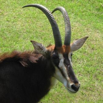 動物園マニア・動物マニアで、京都大学・特定研究員、日本モンキーセンター・附属動物園部長＆キュレーター、NPO法人市民ZOOネットワーク・理事などやってます。いちおう獣医師・学芸員です。自称「動物園学研究家」。好きなものは美食とお酒、熱帯アジア、動物全般（特に有蹄類と鳥類と霊長類）。お仕事のご依頼はメッセージください。