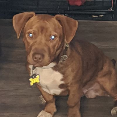 Capt_Phoenix's profile picture. Ship captain, atheist, science enthusiast, language nerd.