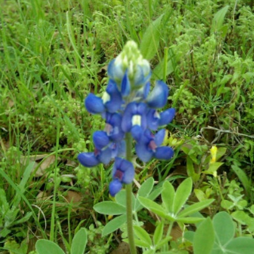 dpboop's profile picture. 