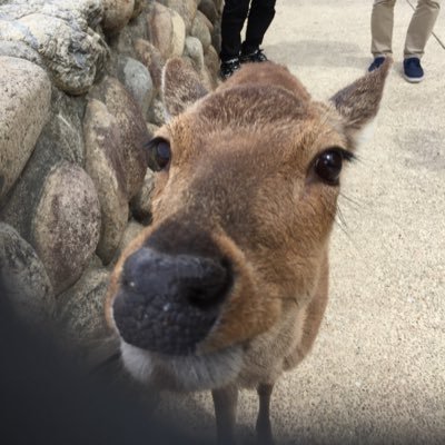 yamadaken_mch's profile picture. 🦊Quubi🌼とCENTとヒューガー