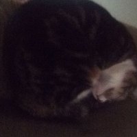 Silence/20gx (@silence20gx) 's Twitter Profile