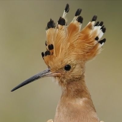rauxa80's profile picture. Philosophiæ doctor
