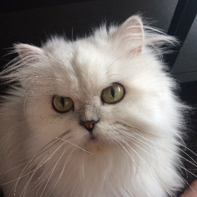 Profile Picture of  ♥️ ❤️ 🐱 Michelle The PROUD Canadian  😇 😇  😈 (@Julia89349345) on Twitter