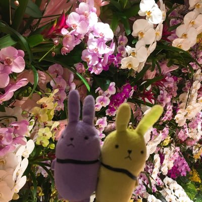 はなあめ💜💚Webonlyやります！