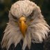 Tabb Lindeman ATC, LAT, M. Ed (@tabbatc) Twitter profile photo Tabb Lindeman ATC, LAT, M. Ed (@tabbatc) Twitter profile photo