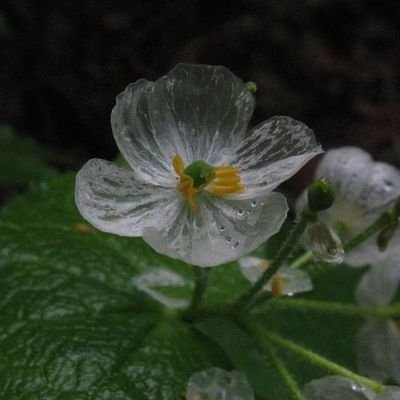 wolyeong_w's profile picture. 20.