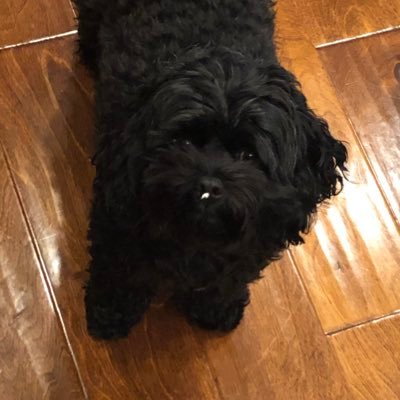 An adorable toy cockapoo with the darkest fur and biggest puppy eyes. What’s better than that! 🐶