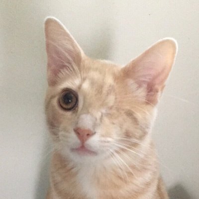 potato the kitty #catsoftwitter
one eye boy is potato! tuxedo boy is oslo!