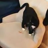 Mesita's cat (@mesitascat) 's Twitter Profile