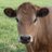 billscow's profile image