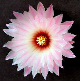 I twit about everything i find useful and interesting. Follow me, and i will follow you back!