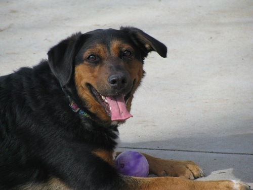 Woof! I'm Dakota, a Queensland Heeler/Australian Shepherd I promote animal rights to stop animal cruelty & give shelter pets a voice! I 3 cats, too!