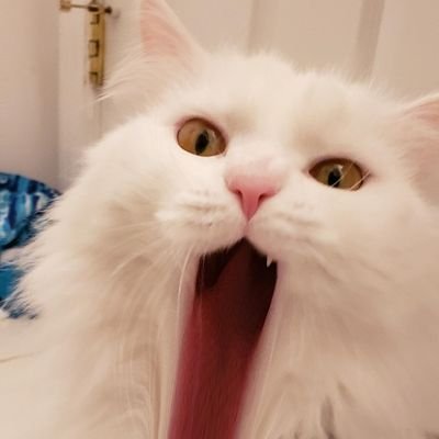 Icon is @frickinkey's cat Sushi. Banner is @neosanctuaire's Bartholomew. I will make art of your cats for free. Please post cat images in my pinned thread.
