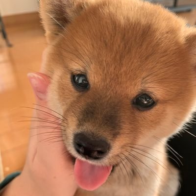 こむぎ生活 おはようございます 昨日の動画でわたしのお気に入りシーン置いておきますね 柴犬 子犬 柴犬を崇めよ Shibainu 犬好きさんと繋がりたい こむぎ生活 おはようございます 昨日の動画でわたしのお気に入りシーン置いておきますね 柴犬 子犬 柴犬を崇めよ Shibainu 犬好きさんと繋がりたい