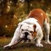 Bulldog Juan lover (@bulldogjuanlov1) Twitter profile photo Bulldog Juan lover (@bulldogjuanlov1) Twitter profile photo