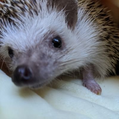 LaPYQQaNXPMDU0F's profile picture. 石禁生活始まりました(　；∀；)
ハリネズミ飼ってます!宜しくお願いしまーす