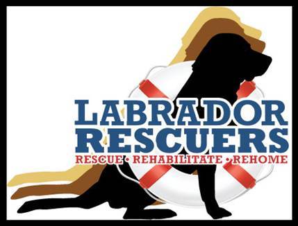 Labrador Rescuers rescues, rehabilitates, and rehomes stray, abandoned, or unwanted Labrador Retrievers into loving and caring homes.