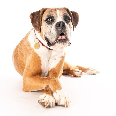 I'm Biff aka Buster from John Lewis Christmas Ad 2016. I'm very special :)