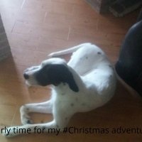 Team dog Nelson and Lucy #Removalshounds (@europeanrel) 's Twitter Profile