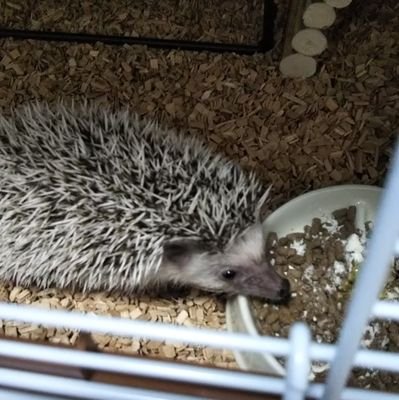 ハリネズミのつむぎちゃん(♀)のtwitterです！
2019/11/30〜飼育スタートです！
2019/12/01 youtubeチャンネル開設！
https://t.co/wm4RH6hhEE
可愛い姿を見ていってください！！
